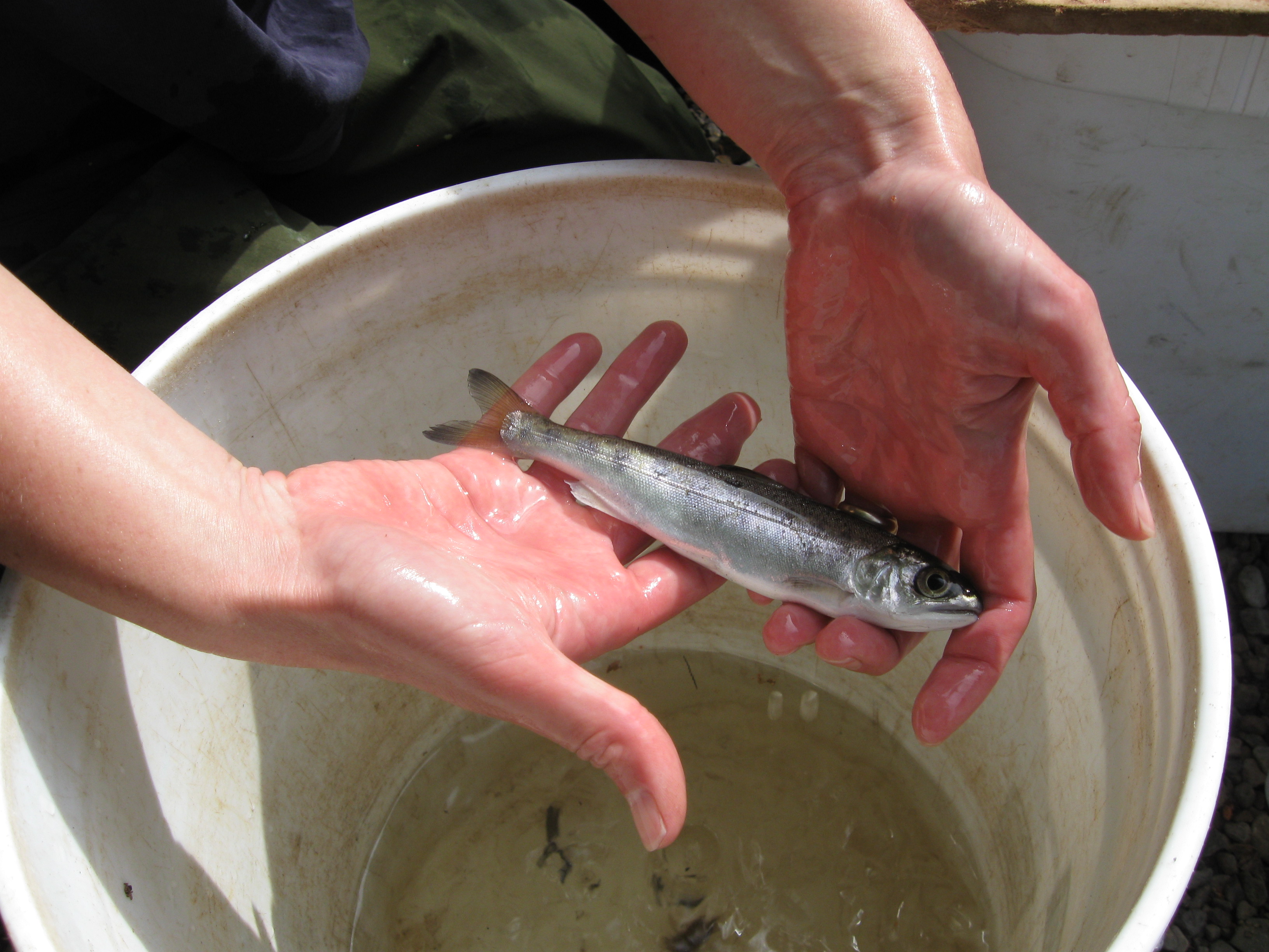 GreenValleyCreekCoho2_SeaGrant
